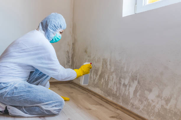 Licensed Mold Remediation service in Beltsville, MD - WQB Mold Removal